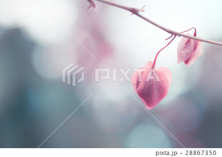 Vintage style of Coral vine plant with background 28867350