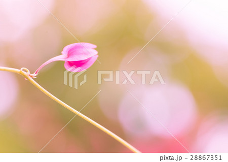 Vintage style of Coral vine plant with background 28867351