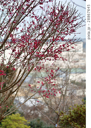松島四大観・多聞山 28867645