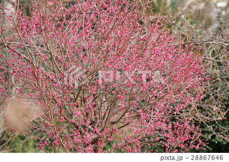 松島四大観・多聞山 松島四大観・多聞山 28867646