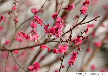 松島四大観・多聞山 松島四大観・多聞山 28867647