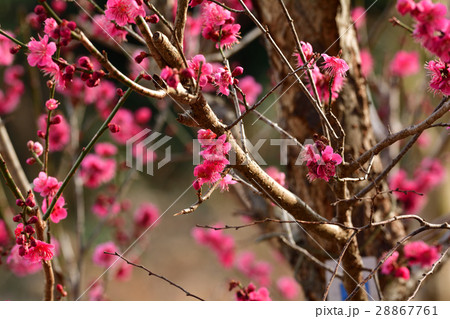 松島四大観・多聞山 松島四大観・多聞山 28867761