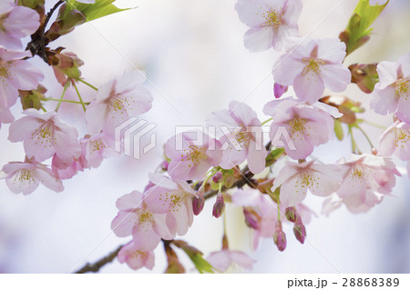 河津桜 (カワヅザクラ) 河津桜 (カワヅザクラ) 28868389