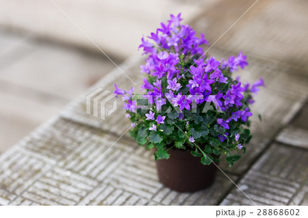 Small purple campanula flowers planted in brown Small purple campanula flowers planted in brown 28868602