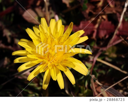 タンポポの花　春　春の花　 28868723