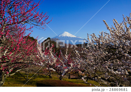 富士山　梅　岩本山公園 28869681