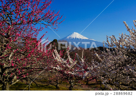 富士山　梅　岩本山公園 28869682