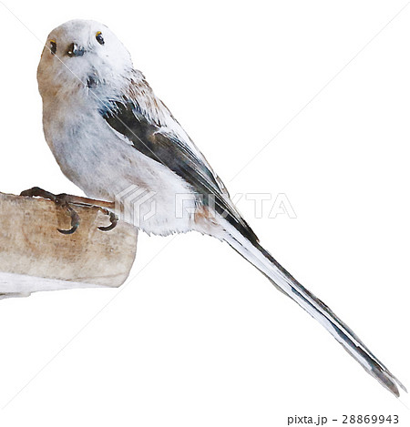 シマエナガ Long tailed tit titmouse イラスト 水彩画 28869943