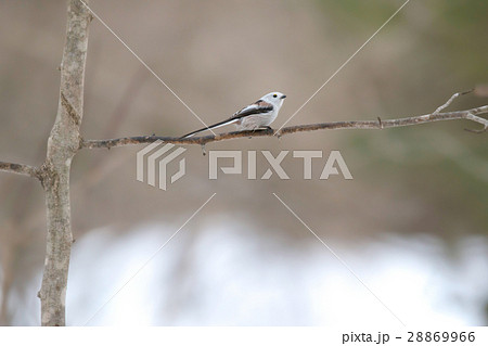 シマエナガ Long tailed tit titmouse 28869966