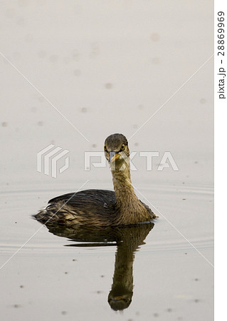 Image of little teal (Dabbling duck) Wild Animals. Image of little teal (Dabbling duck) Wild Animals. 28869969