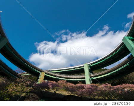 河津桜と河津七滝ループ橋 28870159