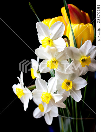 white springtime daffodil flower 28870191
