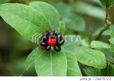 オクナ・セルラタ 28870721