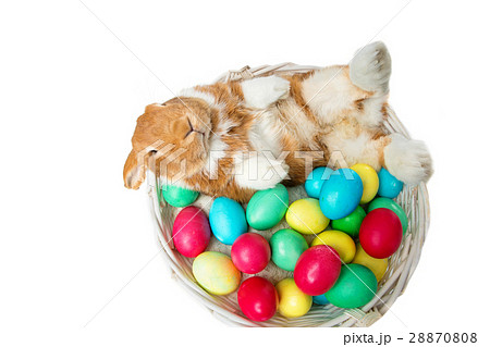 Beautiful domestic rabbit in basket with eggs Beautiful domestic rabbit in basket with eggs 28870808
