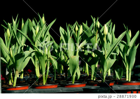 Seedlings of tulips Seedlings of tulips 28871930