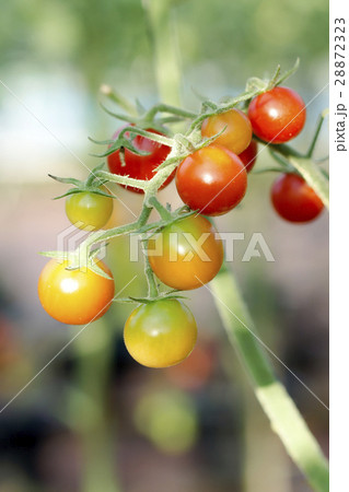 Tomato on Trees Tomato on Trees 28872323