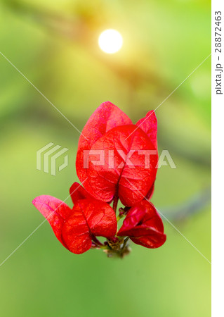 Red bougainvillea 28872463