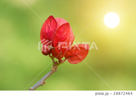 Red bougainvillea 28872464