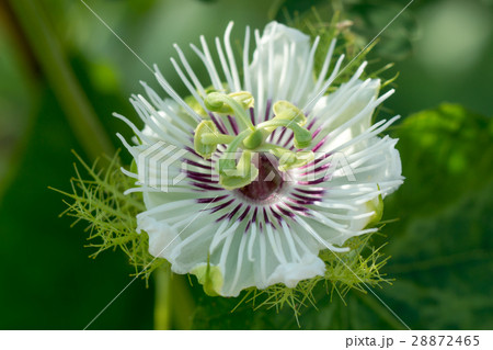 Fetid passionflower 28872465
