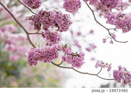 Pink trumpet tree Pink trumpet tree 28872480