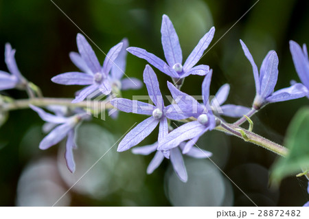 Sandpaper Vine , Purple Wreath 28872482