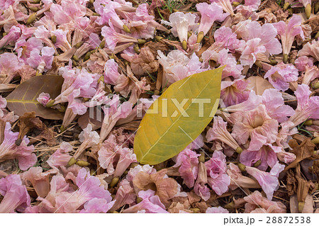Flower of pink trumpet tree falling on ground 28872538