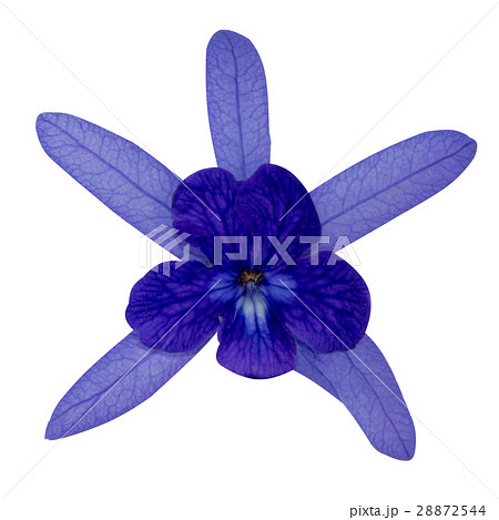 Sandpaper Vine , Purple Wreath 28872544