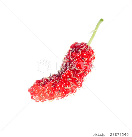 Red mulberries on a white background. 28872546