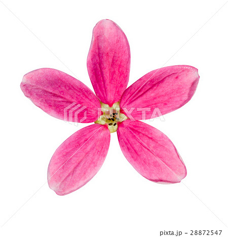 Rangoon creeper flower on white background. 28872547