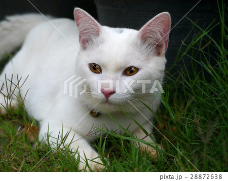 White cat on the ground 28872638