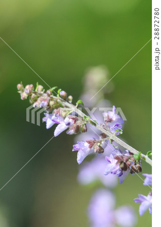 ヤマハッカ ヤマハッカ 28872780