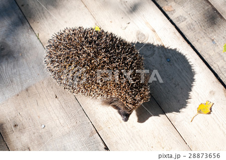 hedgehog 28873656