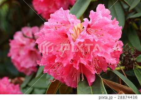 Rhododendron Nobleanum 28874436