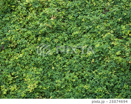 background of green plant 28874694