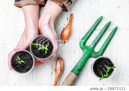Hands with spring plants Hands with spring plants 28875121