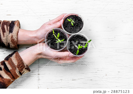 Hands with spring plants Hands with spring plants 28875123