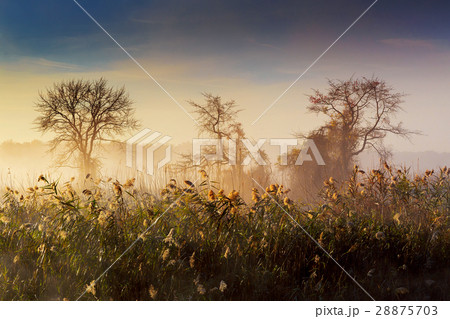 Foggy morning on the river 28875703