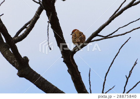 枝に止まっているスズメ 28875840