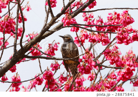 カンヒザクラとヒヨドリ 28875841