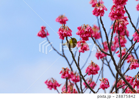 カンヒザクラとヒヨドリ 28875842