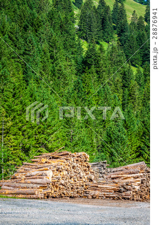 Deforested cut tree wood in forest 28876941