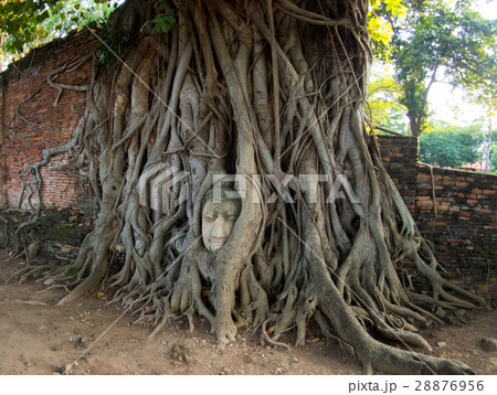 Unseen Thailand Buddha within Tree Roots Unseen Thailand Buddha within Tree Roots 28876956