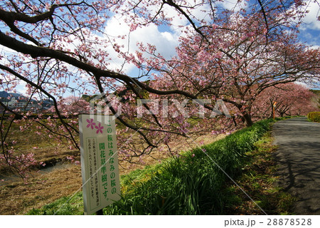 南伊豆 みなみの桜開花基準樹 28878528