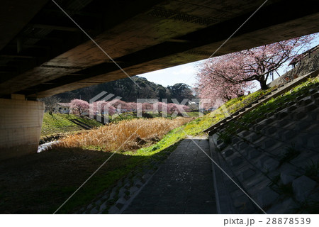 青野川 みなみの桜 青野川 みなみの桜 28878539