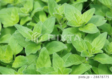 オレガノの葉（シソ科） 28878775