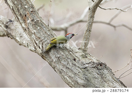 アオゲラ 28879174