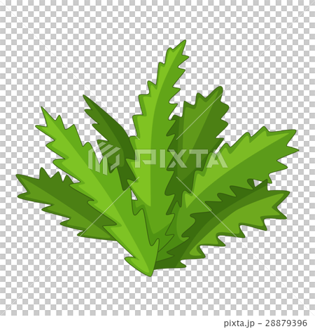 Longifolia cactus icon, cartoon style Longifolia cactus icon, cartoon style 28879396