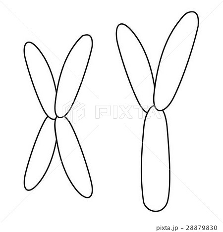 X and Y chromosome icon, outline style X and Y chromosome icon, outline style 28879830