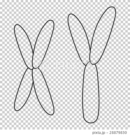 X and Y chromosome icon, outline style X and Y chromosome icon, outline style 28879830