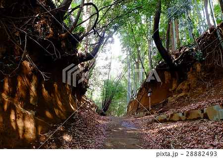 小野路　関屋の切り通し 28882493